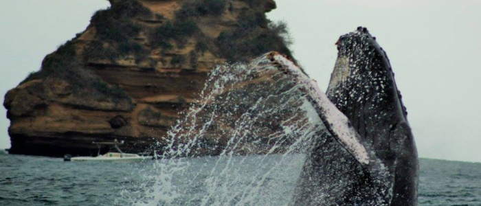 Ballena